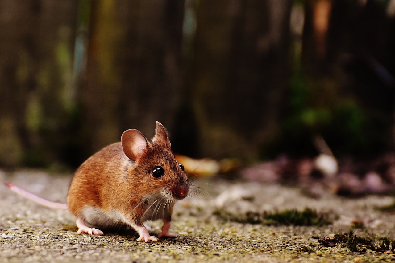 Reside-Rentals-pest-infestation-mouse