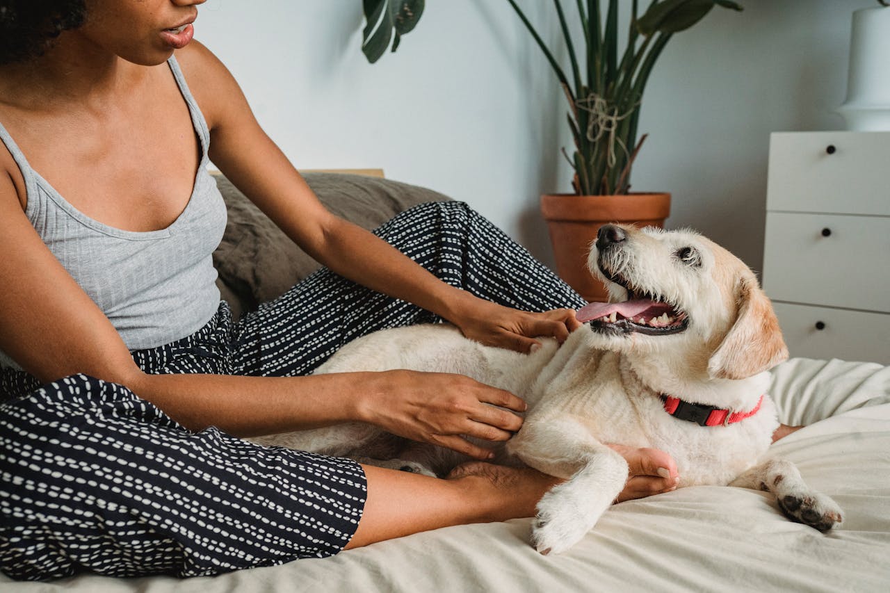 Reside-Rentals-pet-policy Reside-Rentals-pet-policy