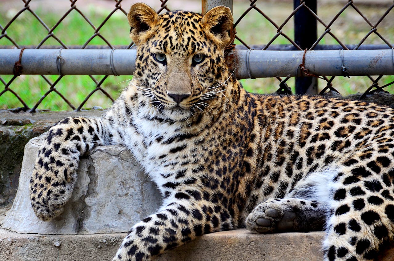 Reside-Rentals-zoo Reside-Rentals-zoo